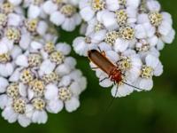 Brauner Weichkäfer auf weißen Blüten